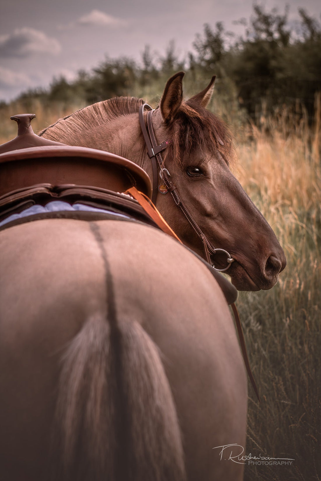 Traditionelle Chinesische Medizin: Vom Erklärungsmodell zur modernen Sichtweise